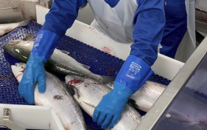 Ansatt som behandler fisk